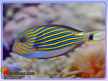Clown Tang (Acanthurus lineatus)