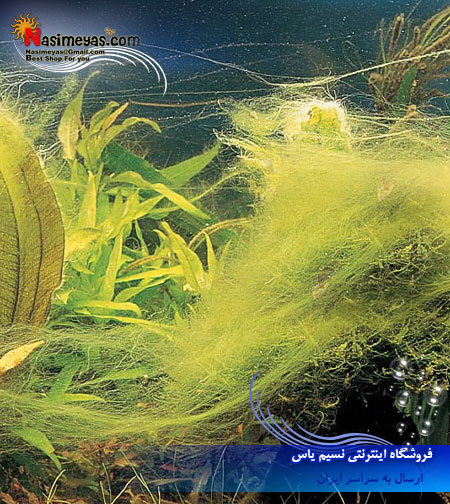 ضد جلبک آزو , Azoo ALGAE TREATMENT