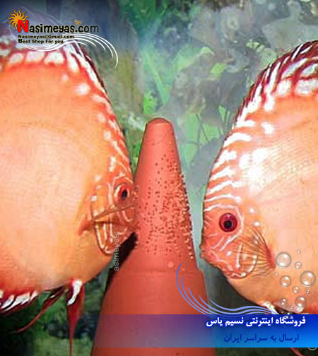 Spawning cone DISCUS