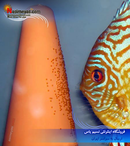 فروش مخروز تخم ریزی دیسکاس ها