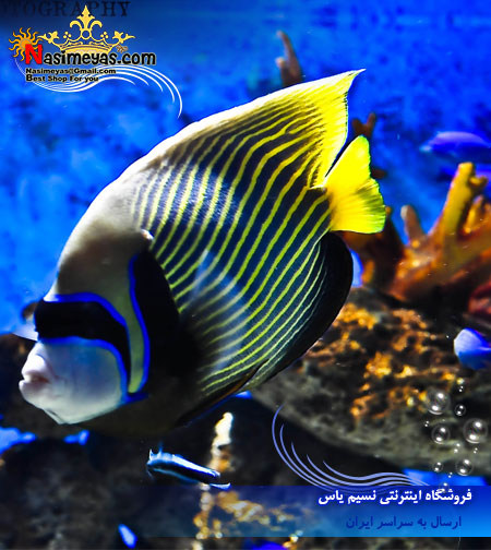 فروش نمک مخصوص مرجان های نرم شرکت بلو تریشور