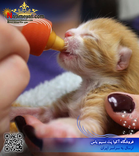 Cat milk 200gr