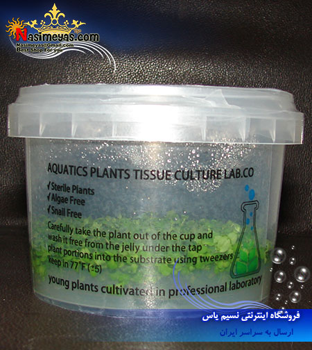 گیاه گلوسوستيگما الاتينوايدس Glossostigma Elatinoides