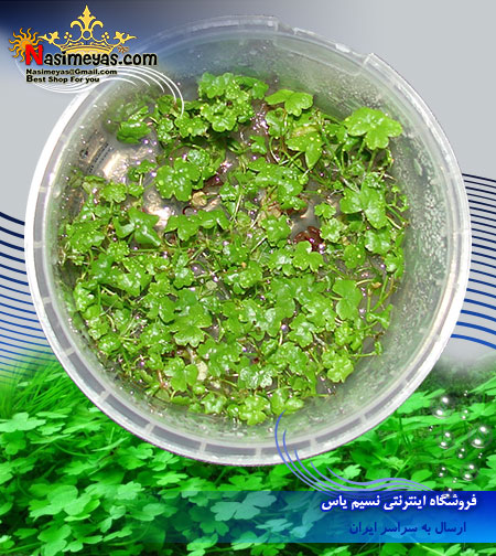 گیاه گیاه هيدروكتايل تريپارتيتا hydrocotyle tripartita