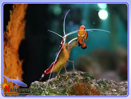 فروش میگو کلینر , Scarlet Skunk Cleaner Shrimp