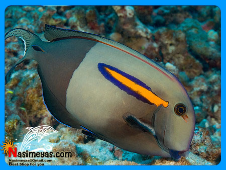 Orangeshoulder Tang Adult