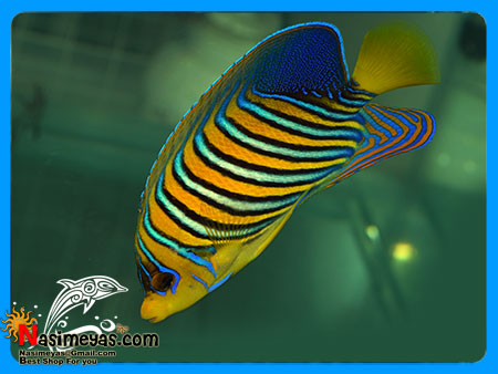 فروش فرشته Indian Regal Angelfish Adult