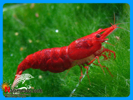 فروش میگو سوپر رد فایر آب شیرین Super Red Fire Shrimp