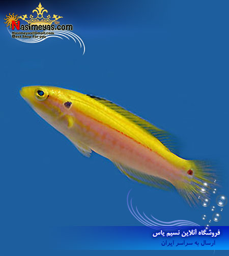 فروش ماهی هاگ فیش زرد دو خال bodianus bimaculatus