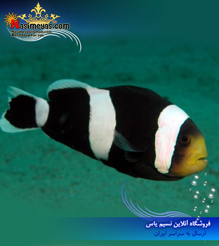 فروش ماهی دلقک آفریقایی آب شور amphiprion polymnus Clownfish