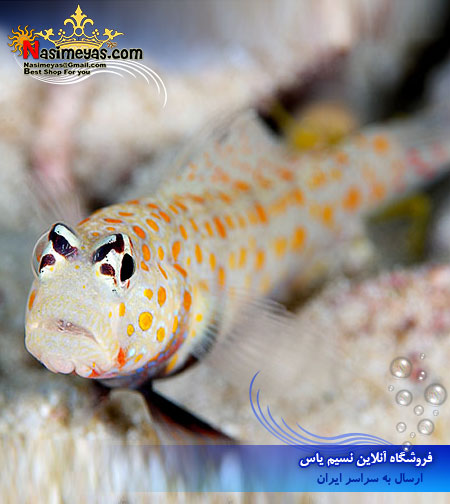 فروش ماهی گوبی شن خوار خال نارنجی Orange Spotted Goby (amblyeleotris guttata)