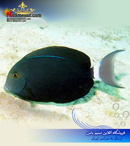 Acanthurus mata fishbase