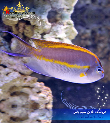 فرشته ماهی بلوس نر آب شور Bellus Angelfish - Genicanthus bellus