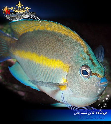 Bellus Angelfish - Genicanthus bellus