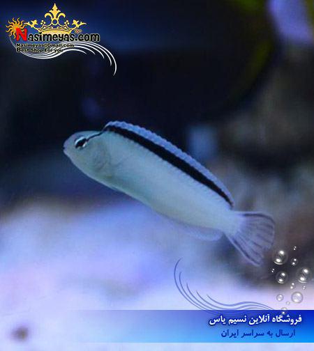 ماهی بلنی سفید ابرو مشکی اسمیت آب شور White Blenny , Meiacanthus smithii