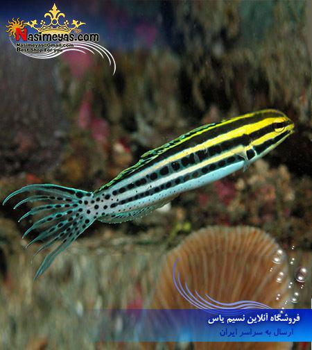 ماهی بلنی راه راه استرایپ آب شور Striped Blenny , Meiacanthus grammistes