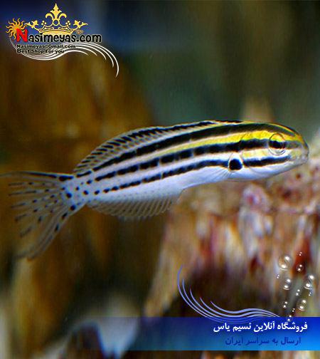 Striped Blenny , Meiacanthus grammistes