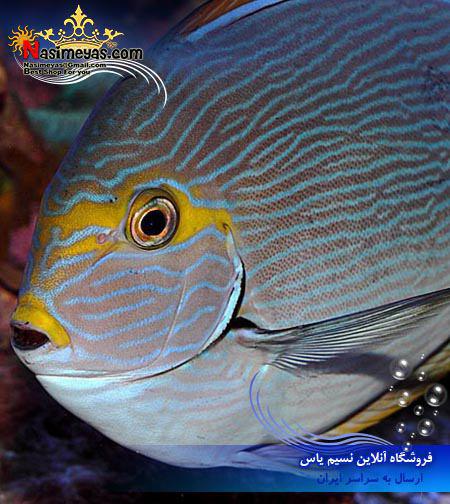فروش ماهی جراح ماتا چشم زرد آب شور Yellowmask Surgeonfish - Acanthurus mata