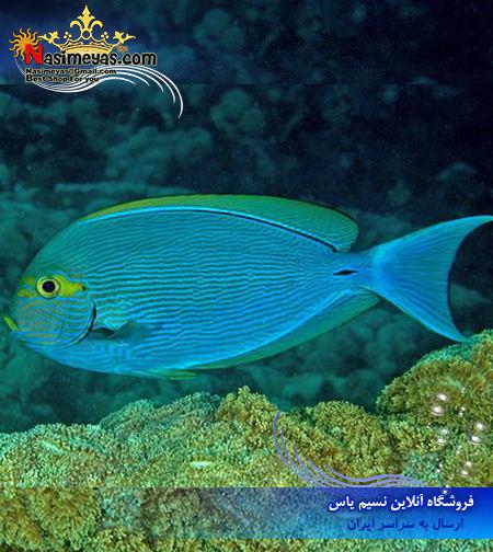 Yellowmask Surgeonfish - Acanthurus mata