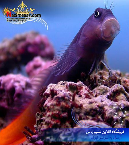 فروش ماهی بلنی بایو کالر دو رنگ آب شور Bicolor Blenny (Ecsenius bicolor)