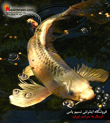 فروش غذای کرم ابریشم ماهی کوی جی بی ال _ JBL KOI Delikat