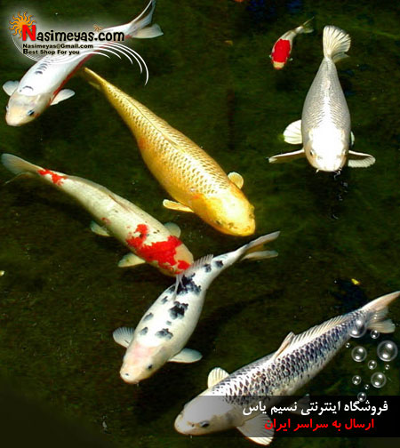 فروش غذای ماهی کوی بزرگ در زمستان جی بی ال_ KOI Energil midi