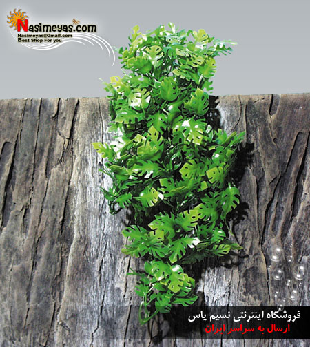 فروش گیاه آویزی آماز برای تراریوم جی بی ال