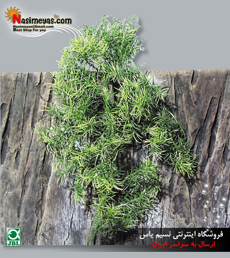 فروش گیاه آویزی کاسورینا برای تراریوم جی بی ال