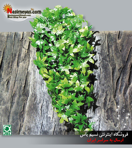 فروش گیاه آویزی کونگو برای تراریوم جی بی ال