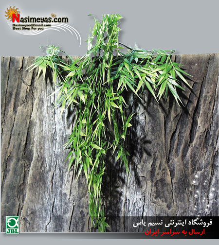 فروش گیاه آویزی ماداگ برای تراریوم جی بی ال