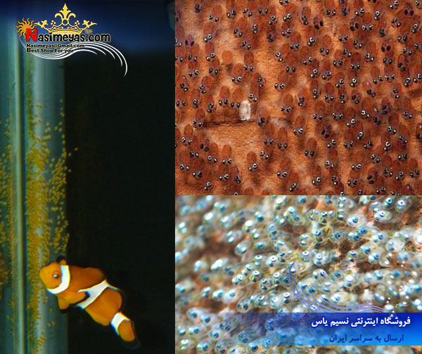 فروش نمک تکثیر ماهی آب شور بلو تریشور , Blue Treasure Ocean Aquarium Sea Salt