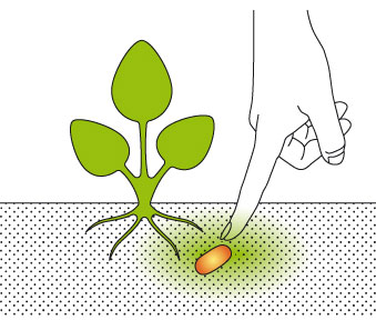 Dennerle power tabs root fertilizer