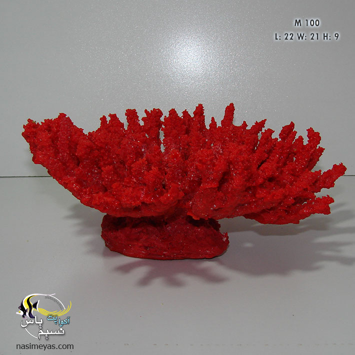 Table Acropora Coral