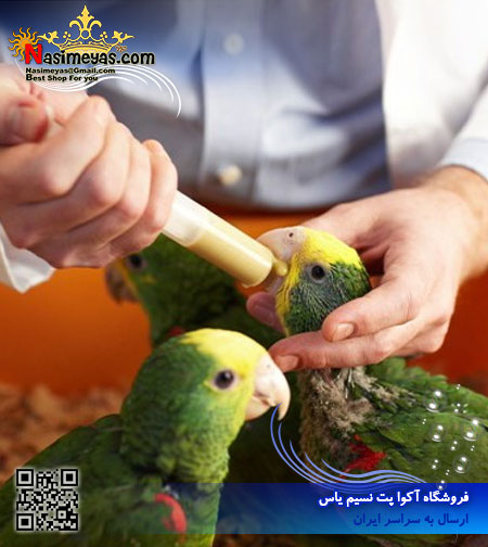 فروش سرلاک بچه طوطی پادوان ایتالیا Padovan Baby Patee parrots