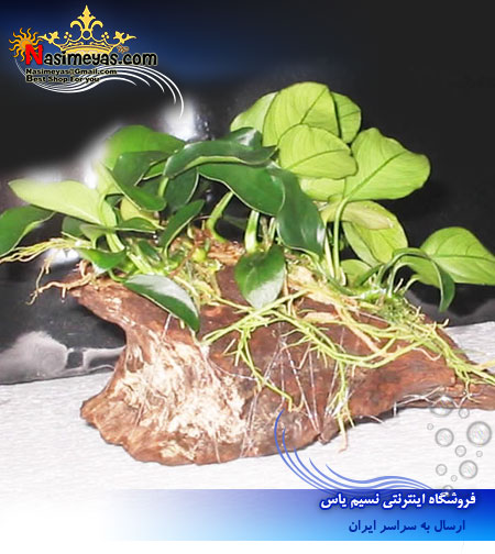 گیاه آنوبیاس بارتری کوچک anubias  barteri پلنت
