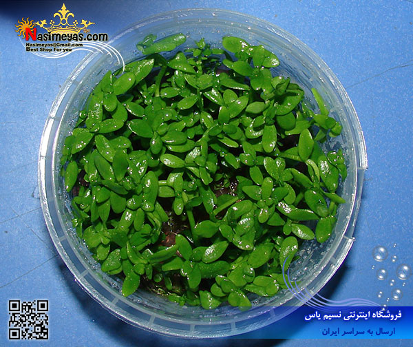 Plant bacopa australis