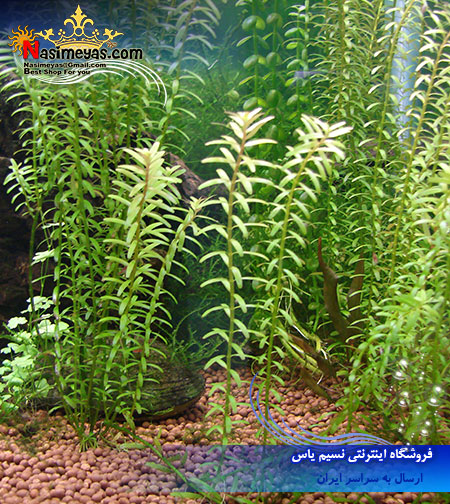 گیاه روتالا روتوندیفولیا rotala rotundifolia پلنت