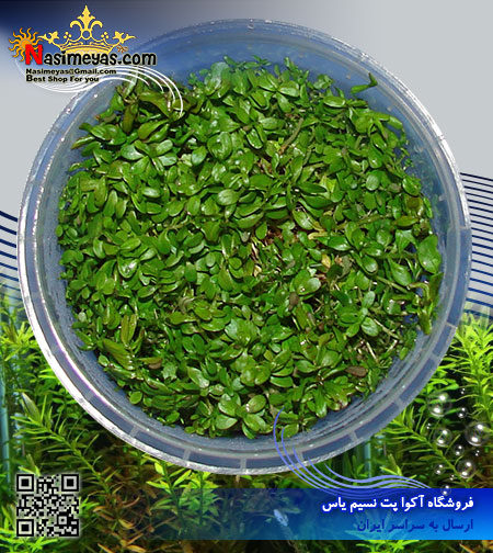 گیاه روتولا روتوندیفولیا سبز rotala rotundifolia green پلنت کد 614