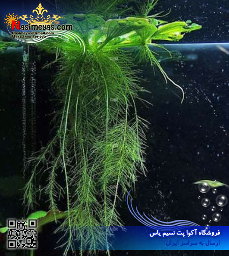 گیاه شناور زیبا و مفید آب شیرین Aquarium floating plants