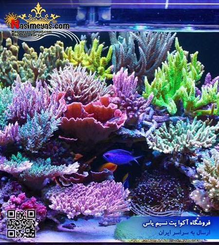 Aquarium Solution H2Ocean Pro SPS Coral Food 125ml