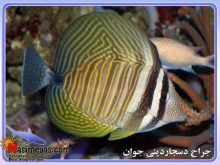 ماهی جراح دیسجاردینی