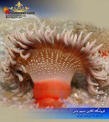 شقایق لانگ تانکل یا پایه قرمز
