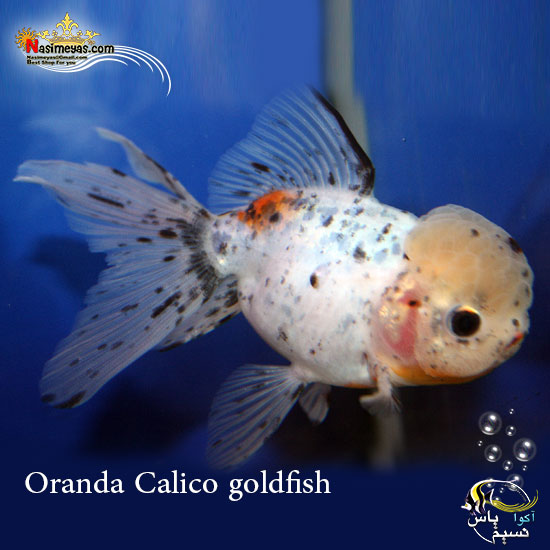 ماهی گلدفیش اوراندا کالیکو کایرین