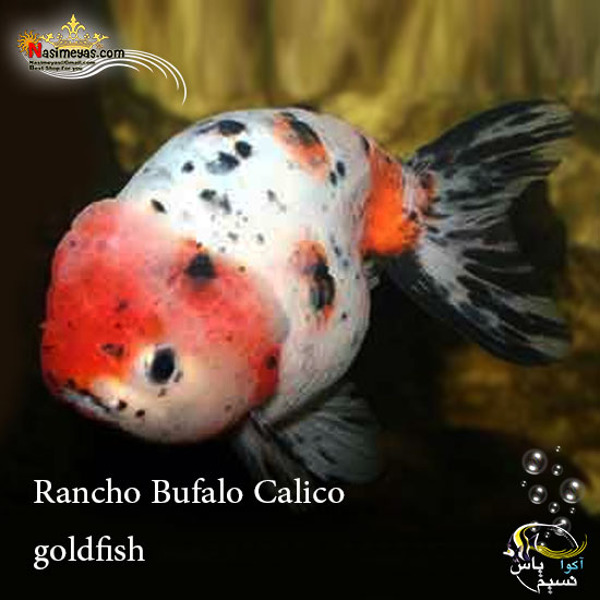 ماهی گلدفیش رانچو بوفالو کالیکو