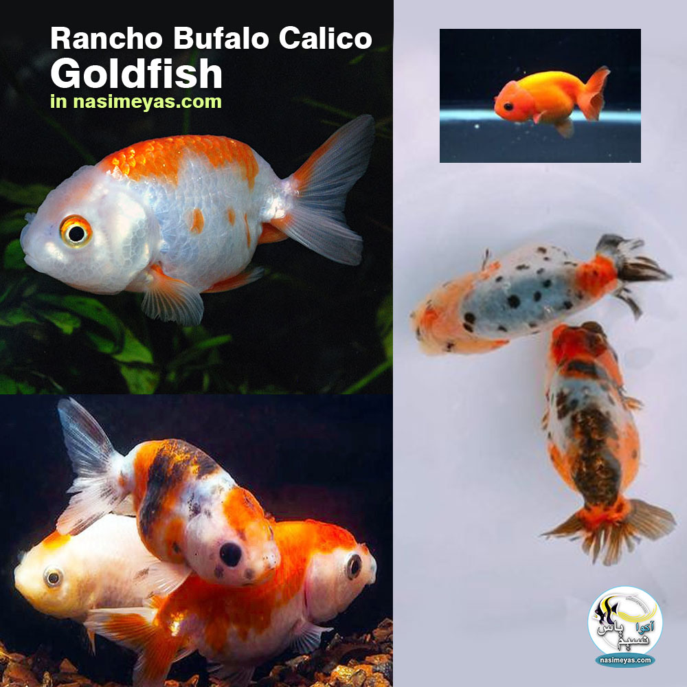 Goldfish Rancho Bufalo Calico