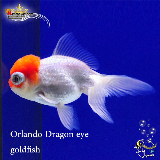 ماهی گلدفیش اوراندا دراگون آی یا چشم اژدها