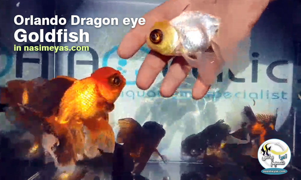 Goldfish Orangda Dragon eye