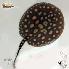 سفره ماهی بلک دایموند