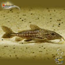 ماهی کت فیش نایجر