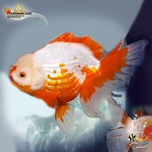 ماهی جفت گلدفیش اوراندا جاینت ساکورا پولکادات